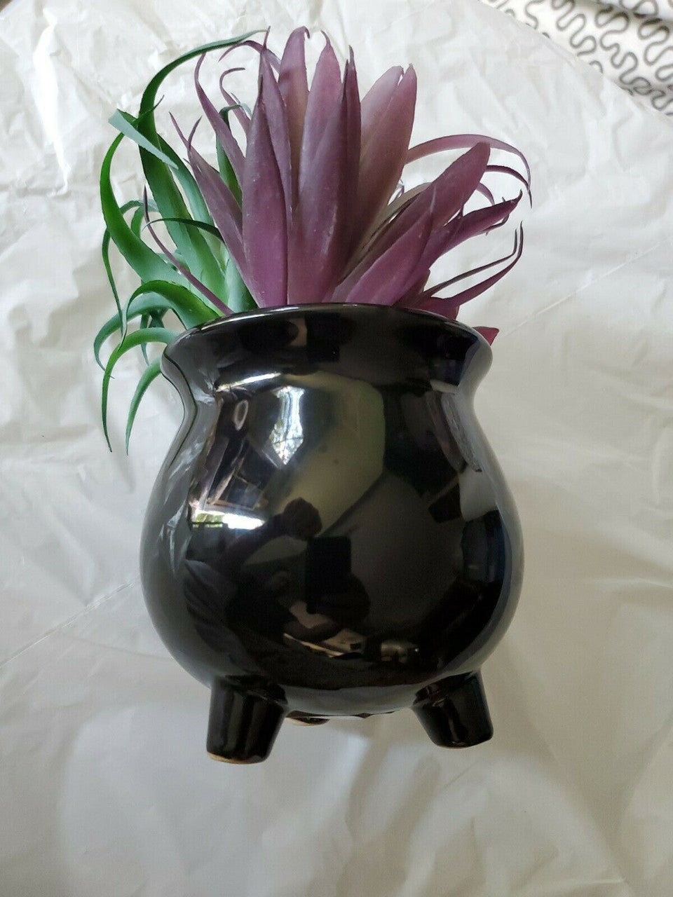 Halloween  Boutique  Black Succulent Plant Planter Happy Halloween